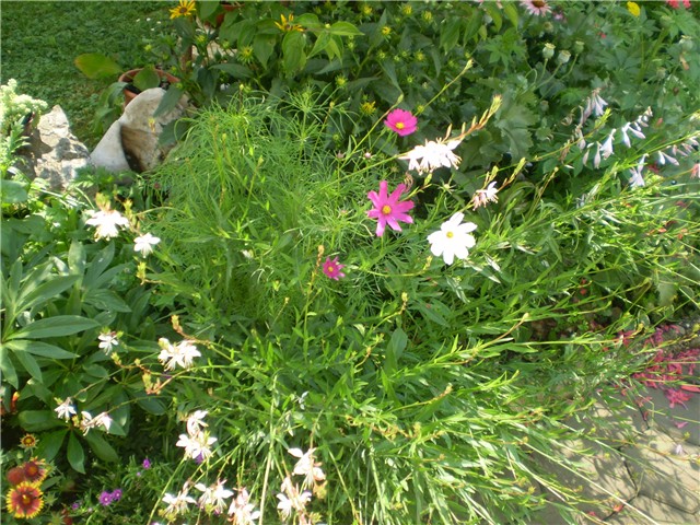 gaura